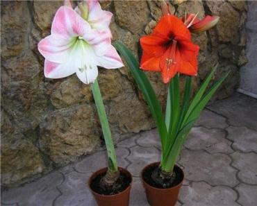 Гиппеаструм цветок: описание, уход и выращивание в домашних условиях, пересадка и цветение
